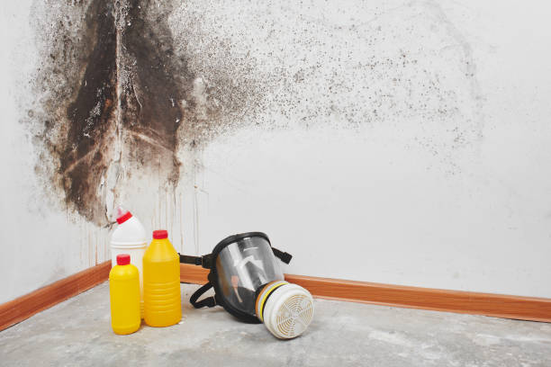 Best Commercial Mold Remediation in Daniels Farm, CT