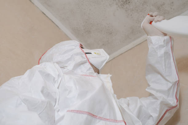 Best Insurance-Related Mold Remediation in Daniels Farm, CT