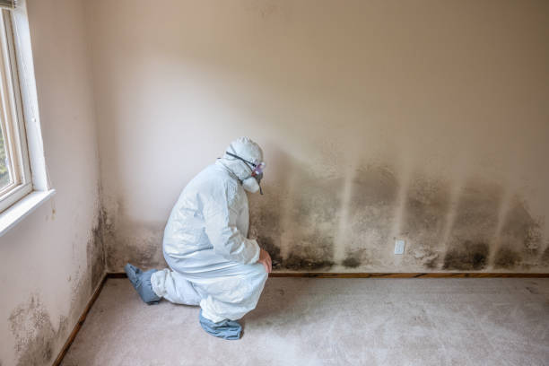 Best Preventive Mold Services in Daniels Farm, CT