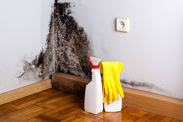 Best DIY Mold Remediation Support Services in Daniels Farm, CT