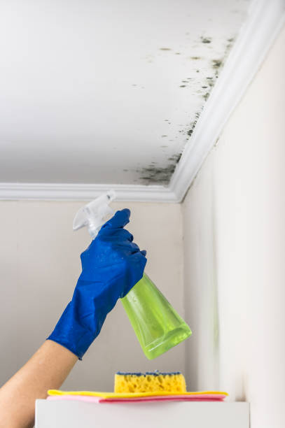 Best Commercial Mold Remediation in Daniels Farm, CT