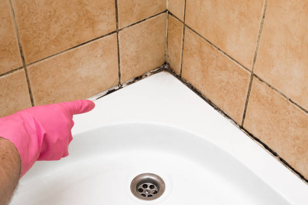Best Industrial Mold Remediation in Daniels Farm, CT